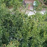 Spacious House With A Big Garden And Fire Pit Τίρανα